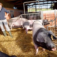 Super Sauen – In Ochsental gibt es Fleisch vom schwäbisch-hällischen Landschwein