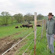 Bisons in  Hohenlohe – Die Humpfer-Ranch züchtet