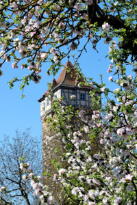 Im Frühling sieht man mitunter den Turm vor lauter Blüten nicht. Foto: am