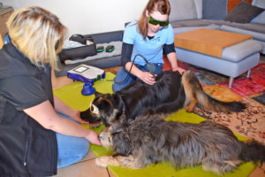 Mayla erhält eine Lasertherapie zur Schmerzlinderung. Hundehalterin Silke Mühlauer (links) unterstützt Evelyn Wolf dabei, damit die Hündin ruhig liegen bleibt. Fotos: am